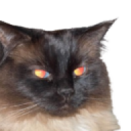 fatazzcat
