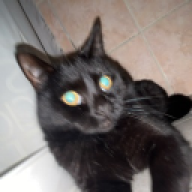 Elleboi