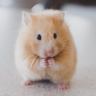 Hamster