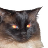 fatazzcat