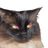 fatazzcat